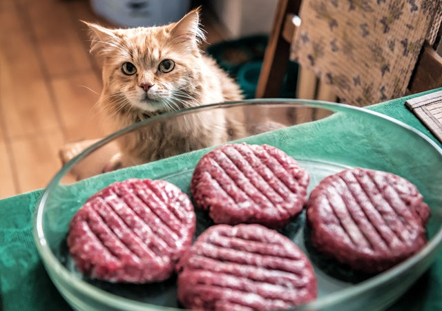 獣医師アドバイス］一口でも命に関わるものも…！ 猫が口にすると