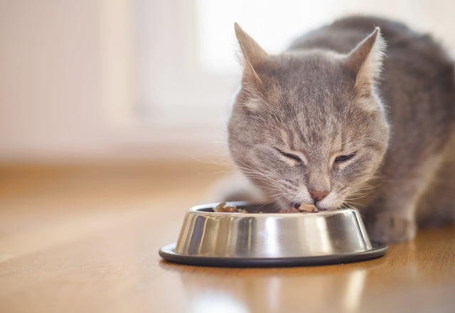 獣医師アドバイス］愛猫の健康を支える「食事」の選び方・与え方