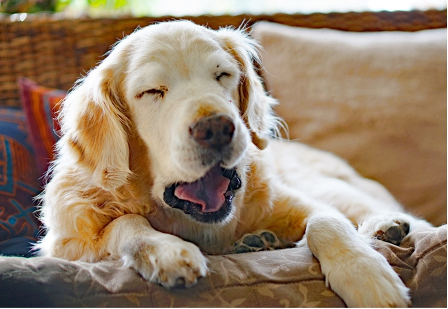 犬の高齢は何歳から？シニア期の健康管理と生活ケア［獣医師アドバイス］