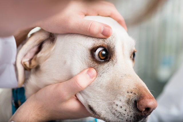 ライフステージ別のかかりやすい病気を理解して、しっかり予防を［獣医師アドバイス］