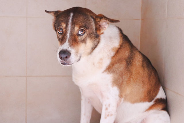 保護犬との暮らし、困ったときはどうする？年代別の注意と心がまえ［ドッグトレーナーアドバイス］