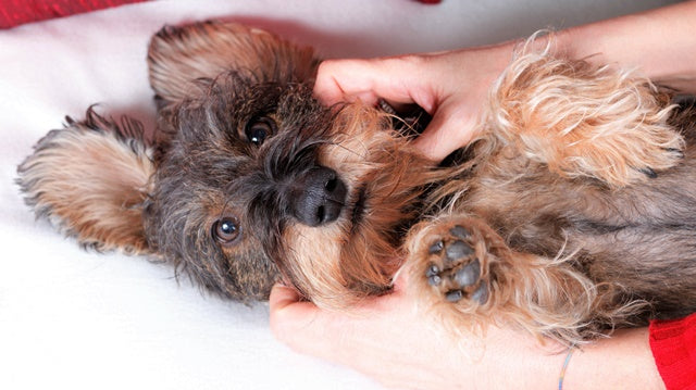 顔も体も触れる犬は長生きできる。健康チェックに役立つ練習を始めよう［ドッグトレーナーアドバイス］