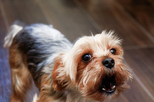 インターホンへの吠えを助長させているのは飼い主の対応。4つの対処法で改善を目指そう［ドッグトレーナーアドバイス］