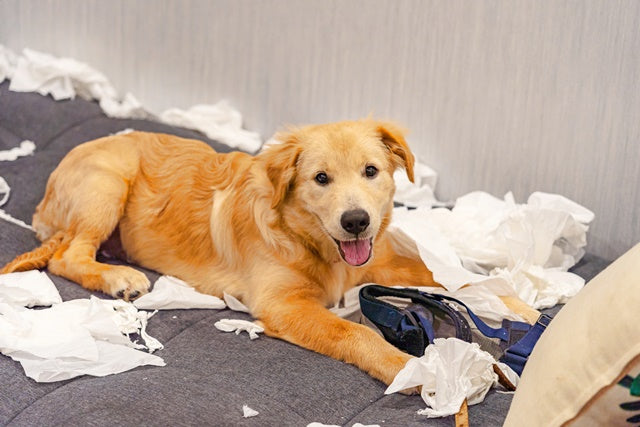 危険な誤飲・誤食の事故。子犬や老犬、食いしん坊で遊び好きの犬は要注意［ドッグトレーナーアドバイス］