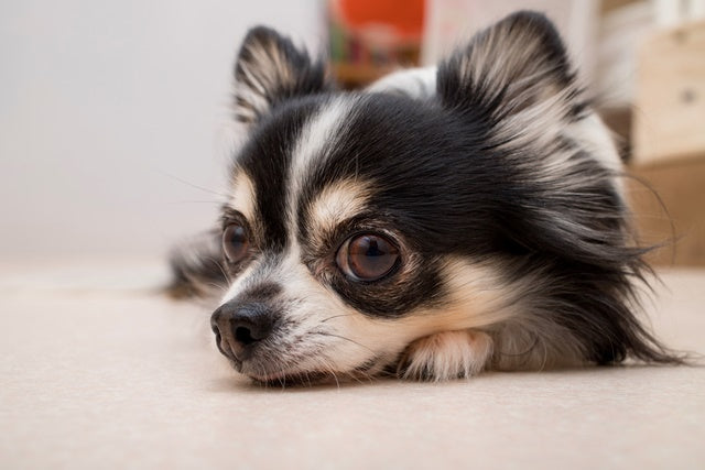 知っておきたい！小型犬が気をつけたい病気とケア［獣医師アドバイス］