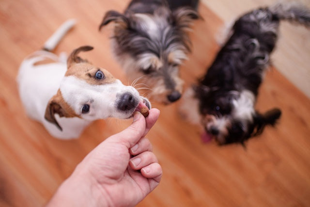 おやつの上手な与え方をマスターして、コミュニケーションタイムをもっと楽しもう［獣医師アドバイス］