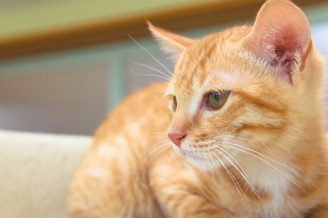 知っておきたい、猫がかかりやすい病気とケア［獣医師アドバイス］