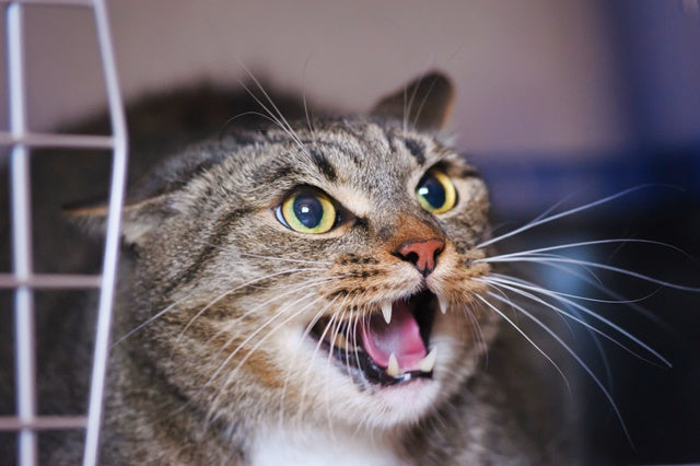 「噛む・引っかく」問題は、理由を考えて対応しよう［獣医師アドバイス］