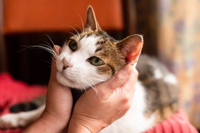 「いつもと違う」に敏感になろう！自宅でできる愛猫の健康チェック［獣医師アドバイス］