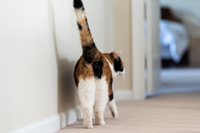 「お尻歩き」は要注意！意外と知らない、猫の肛門腺のケア［獣医師アドバイス］