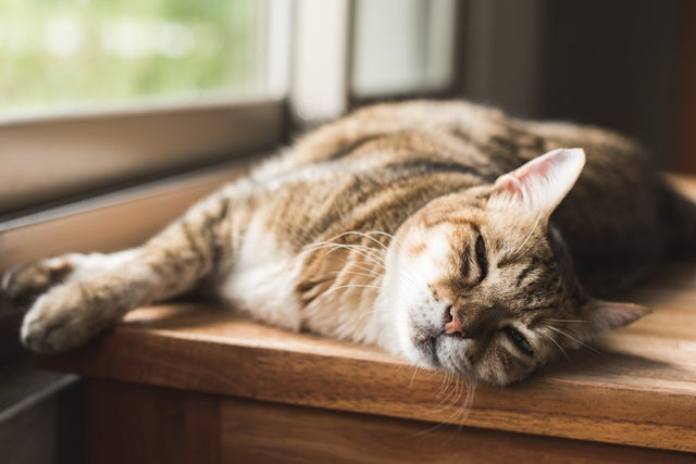 6〜7歳は「プレシニア期」。快適なシニア期を迎えるために知っておきたい老化のサインとケア［獣医師アドバイス］