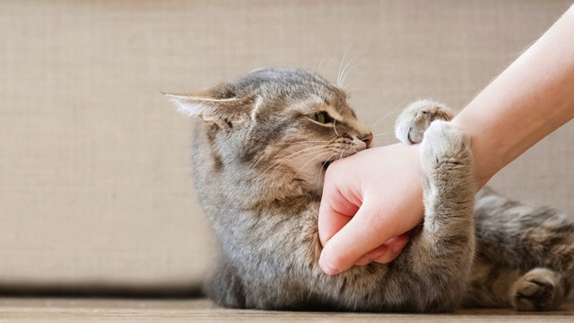 知っていれば怖くない！猫から人に感染する病気とその予防［獣医師アドバイス］