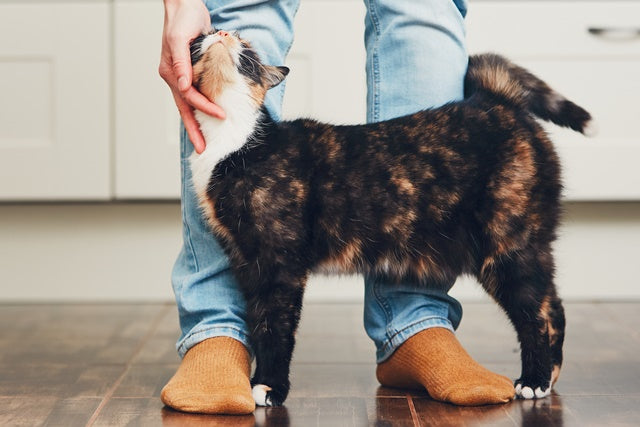 飼い主さんに、家の中の物に、宅配便にスリスリ。そのわけは？［獣医師アドバイス］