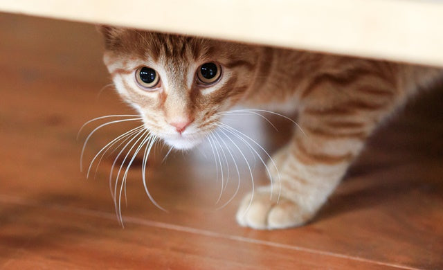 猫と飼い主さんの命を守る、災害に備えた室内環境づくり［獣医師アドバイス］