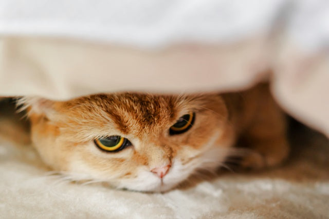 猫だって猫なりに、ストレス社会で生きてるんです［獣医師アドバイス］