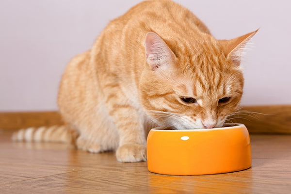 食べ過ぎ・肥満に注意したいから。愛猫が１日に必要とするカロリーの計算方法を知ろう［獣医師アドバイス］
