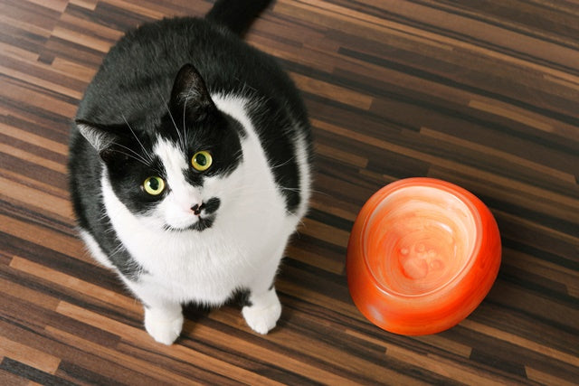 ぽっちゃり猫にさせないための食事管理のポイント［獣医師アドバイス］