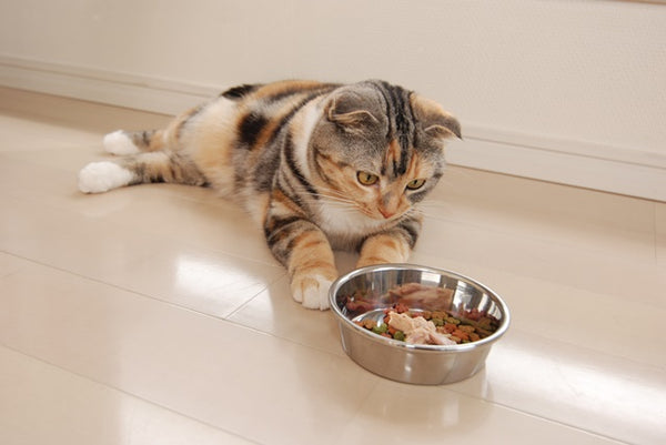 「あまり食べない」「食欲が落ちてきた」猫のための食欲アップ大作戦！［獣医師アドバイス］