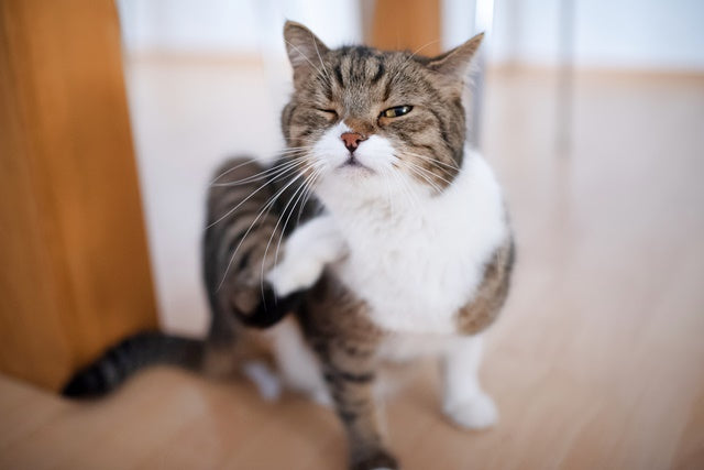 知ってますか？　猫の「食事」と「アレルギー」の関係［獣医師アドバイス］