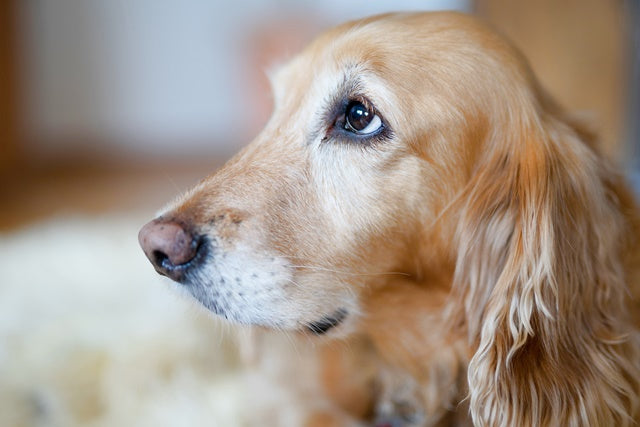6〜7歳は「プレシニア期」。元気で長生きするために知っておきたい老化のサインとケア［獣医師アドバイス］