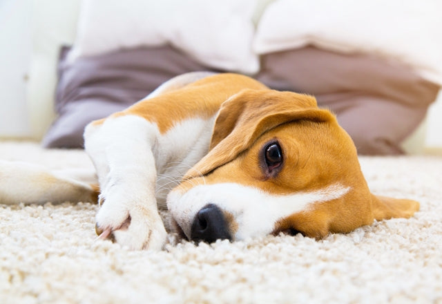 生理現象？それとも病気？吐く様子を観察して病院でしっかり原因究明を！［獣医師アドバイス］