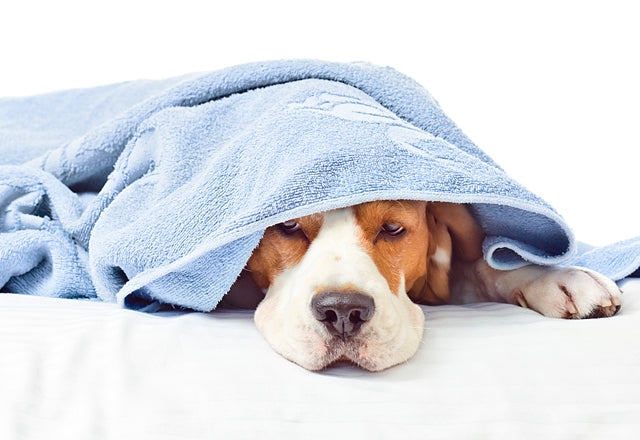 激しくくり返すせきやくしゃみは病気のサイン。出るタイミングをしっかり観察しよう［獣医師アドバイス］