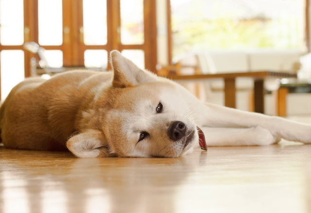 食欲がない。「食べたくない」のか「食べられない」のか。愛犬の様子をしっかり確認しよう［獣医師アドバイス］