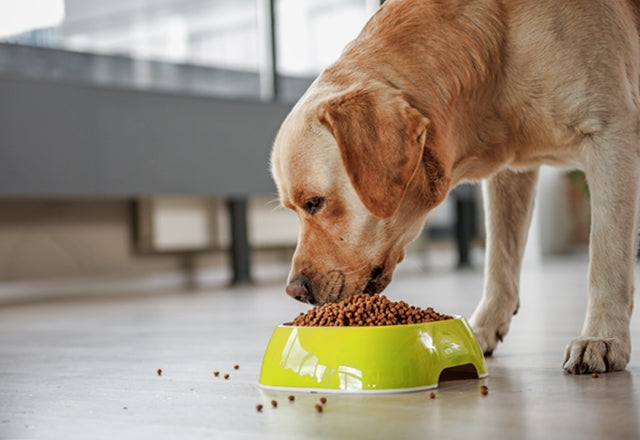 肥満の原因は食べ過ぎだけでない。食欲が異常にありすぎて太る場合は病気の可能性も！［獣医師アドバイス］