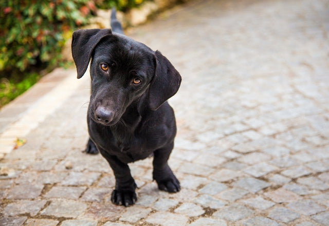 頭を振る、首をかしげるときは耳や脳のトラブルの疑いが！必ず動物病院を受診しよう［獣医師アドバイス］