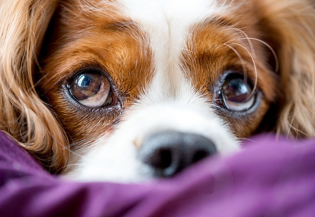 涙・目やに、目をこする……目のトラブルだけでない、感染症の疑いも！［獣医師アドバイス］