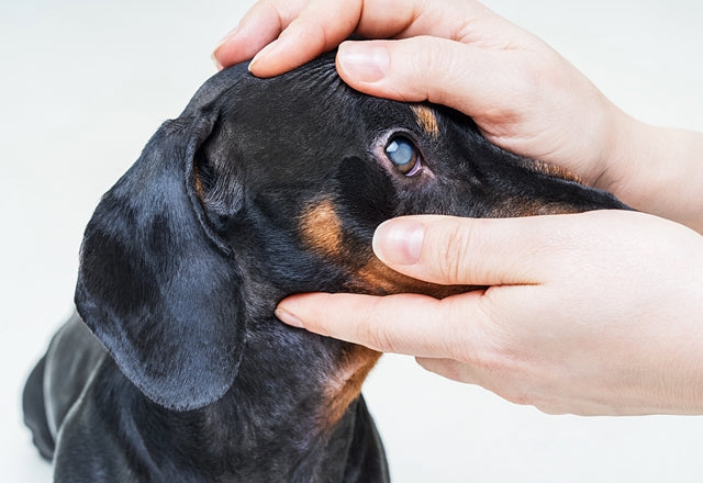 目の赤みは炎症のサイン。にごりや眼球の色の変化も見逃さないでしっかりチェック！［獣医師アドバイス］