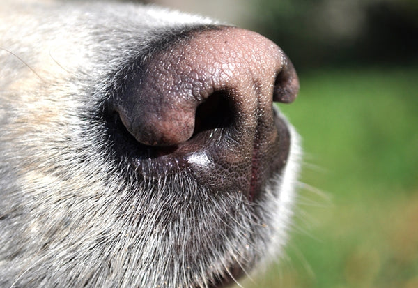犬にとっても不快な鼻水、鼻づまり。放置しないでしっかり対処しよう［獣医師アドバイス］