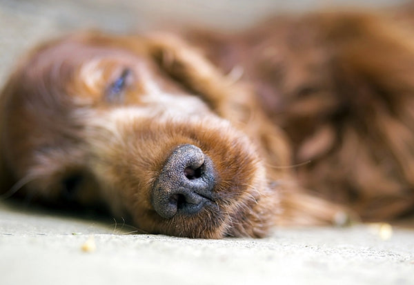 犬の鼻血は異常事態！傷、鼻炎、腫瘍、それとも内科系の病気から？［獣医師アドバイス］