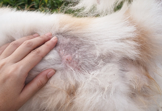 犬の脱毛、原因はいろいろ。抜け方やかゆみをしっかりチェック！［獣医師アドバイス］