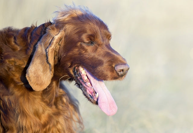 犬の呼吸が速かったり、息が荒かったり、いつもと違うと感じたら早く動物病院へ［獣医師アドバイス］