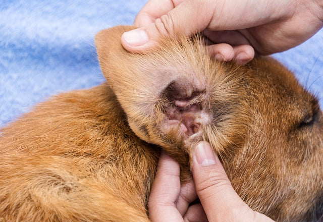 愛犬の耳がにおうときは、耳垢の色や量にも注意して！［獣医師アドバイス］