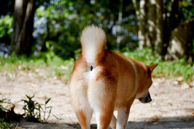 犬がお尻を地面にこすりつけたり、お尻のニオイが気になるときは・・・肛門のうをチェック！［獣医師アドバイス］