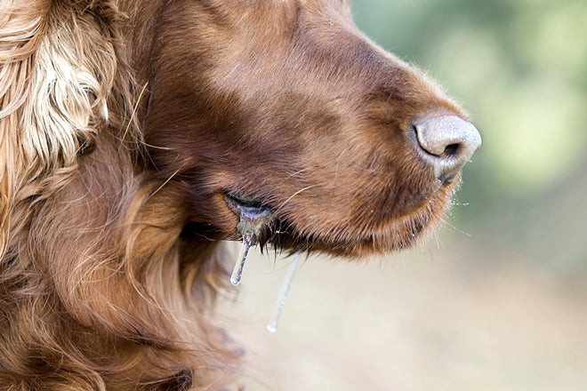 愛犬のよだれがいつもより多い。単なる生理現象？それとも何かの病気？［獣医師アドバイス］