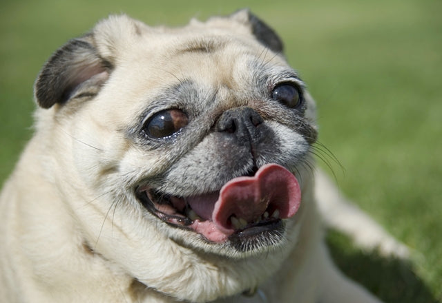 愛犬の口のニオイ。最も多い原因は歯周病、でも内臓の病気の可能性も［獣医師アドバイス］