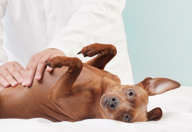 食べ過ぎや便秘でもないのに、犬のお腹がふくれていたらすぐに動物病院へ！［獣医師アドバイス］