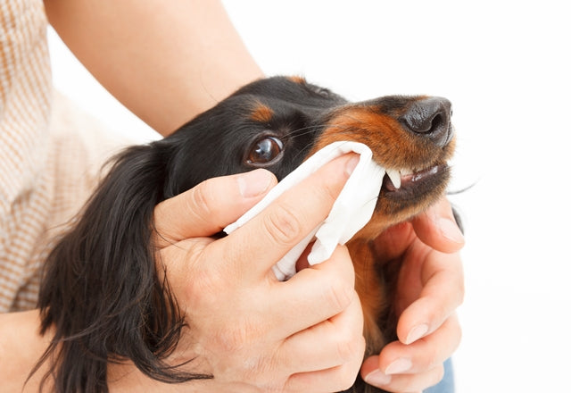 愛犬の皮膚・被毛、目、耳、歯、肛門まわり、爪をしっかりケア。怠ると健康トラブルの原因に。［獣医師アドバイス］