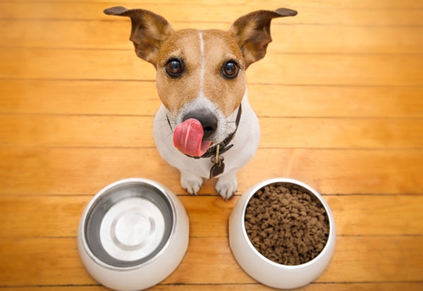 愛犬の健康を支える「食事」の選び方・与え方とは？［獣医師アドバイス］