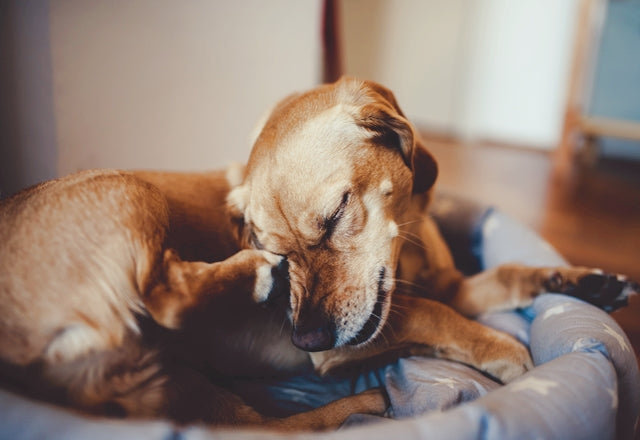 犬のフケ、カサカサ、ベトベト、これって病気？たくさん出たりニオイがするときは要注意！［獣医師アドバイス］