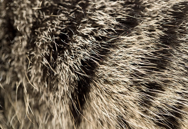 猫の脱毛、抜けている部分や時期、かゆみなどをきちんとチェックしよう！［獣医師アドバイス］