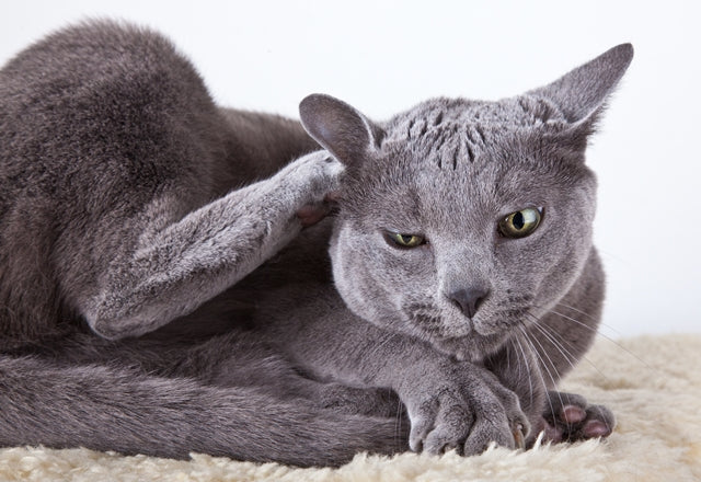 猫のフケ、これって病気？出るタイミングや量を しっかり観察しよう！［獣医師アドバイス］