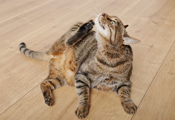 体のかゆみは猫にとってストレスに。ひどくなる前に、適切な処置を行うことが重要！［獣医師アドバイス］