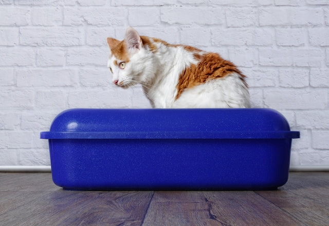 おしっこが出ないのは重大なトラブルを示す赤信号！ すぐに動物病院へ相談を［獣医師アドバイス］