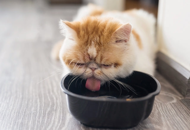 水はたくさん飲んでいれば安心？飲む量が増えてきたと感じたら、動物病院に相談しよう。［獣医師アドバイス］