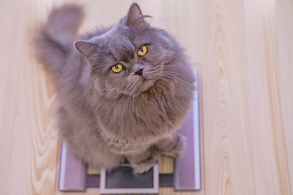 データを測って記録して、愛猫の「いつも」の健康状態を把握しよう［獣医師アドバイス］