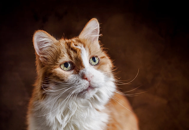 おしっこの量が多いのは慢性腎臓病などのサイン。動物病院に相談しよう［獣医師アドバイス］